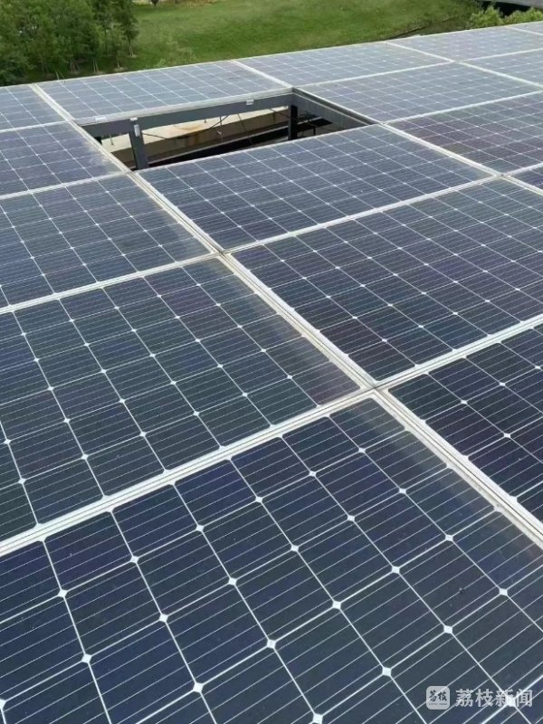 垒富优配 太阳能板遭大风吹落砸伤身价八万罗汉松，小疏忽赔大钱